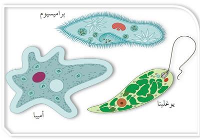 مملكة الطلائعيات