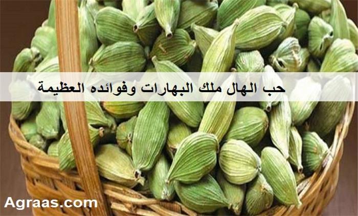 فوائد حب الهيل ملك البهارات 