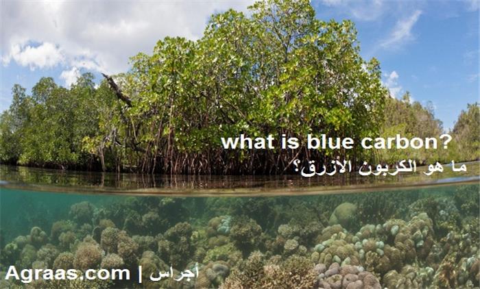 ما هو الكربون الأزرق