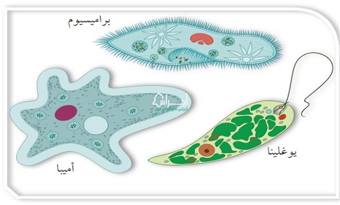 مملكة الطلائعيات