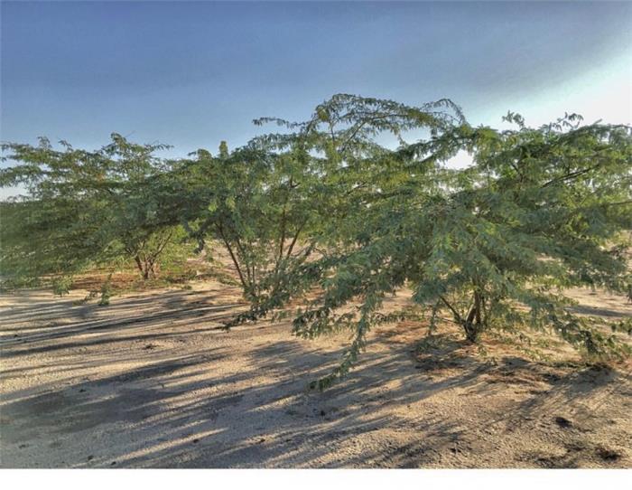 نباتات صحراوية في الكويت